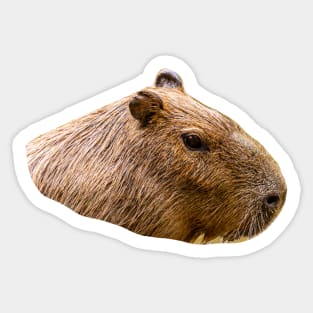 Capybara portrait Sticker